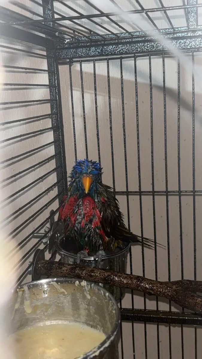Rainbow lorikeet - Image 2