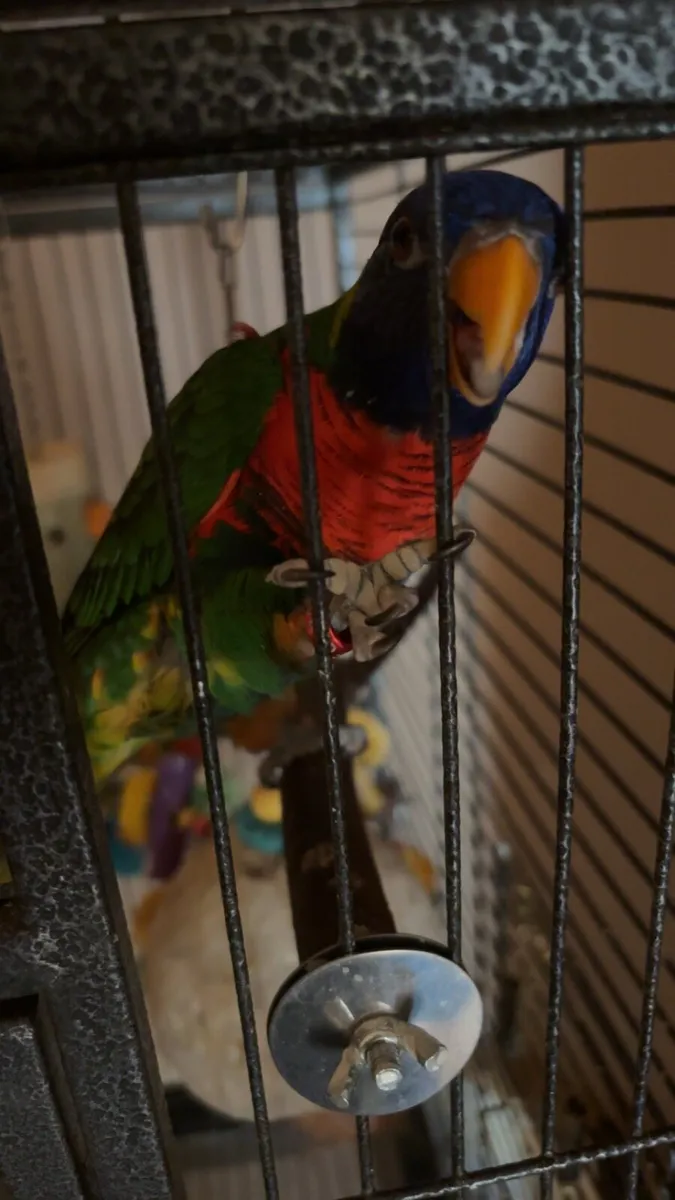Rainbow lorikeet - Image 3