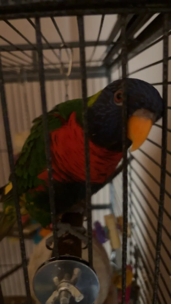 Rainbow lorikeet - Image 4