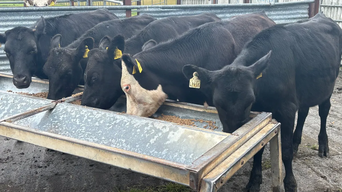 5 Quality Store Bullocks - Image 1