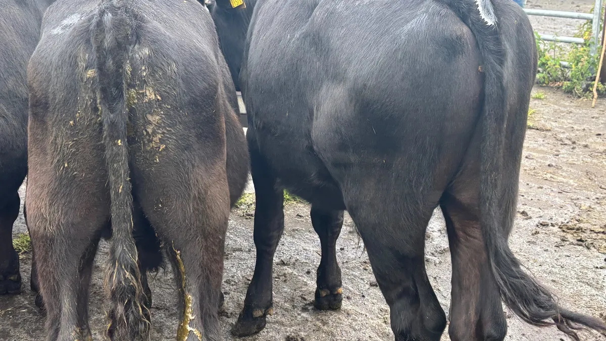 5 Quality Store Bullocks - Image 2