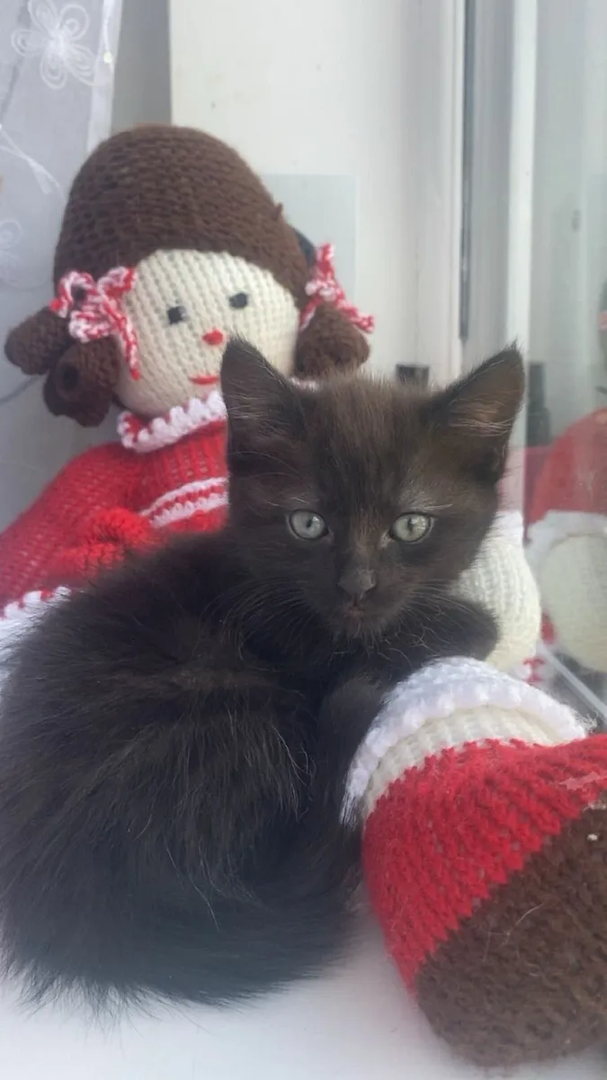 Cat - Image 1