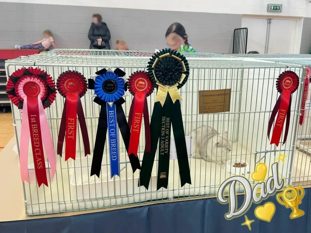'Silver Goddess' - Pedigree BSH TICA/GCCF Queen - Image 4