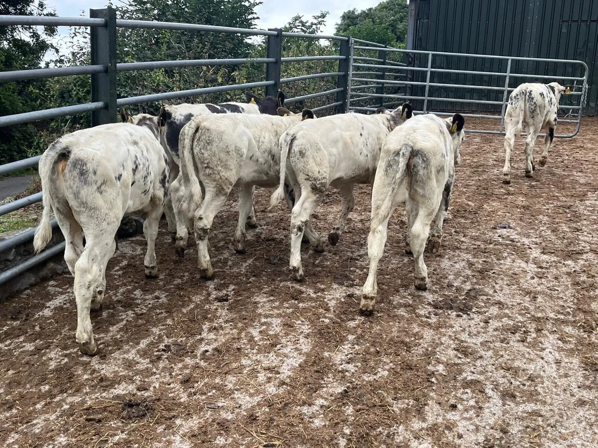 6 super Belgian blue heifer weanlings - Image 1