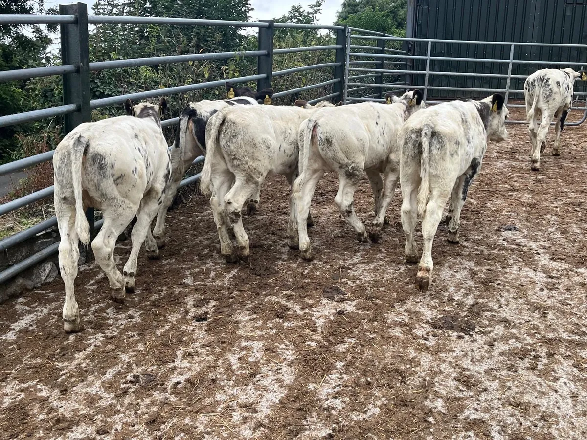 6 super Belgian blue heifer weanlings - Image 2