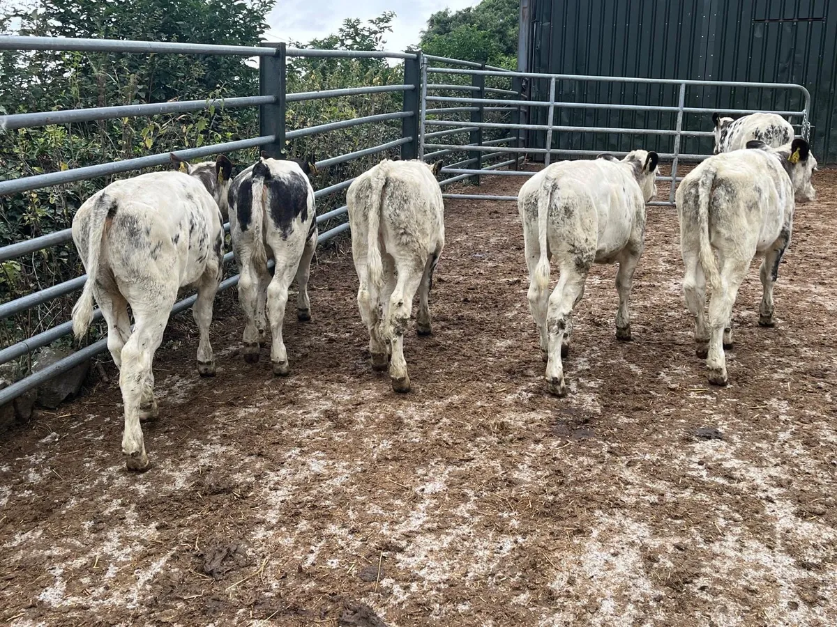 6 super Belgian blue heifer weanlings - Image 3