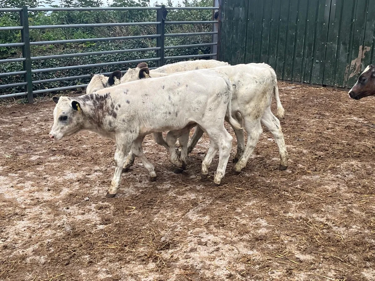 6 super Belgian blue heifer weanlings - Image 4