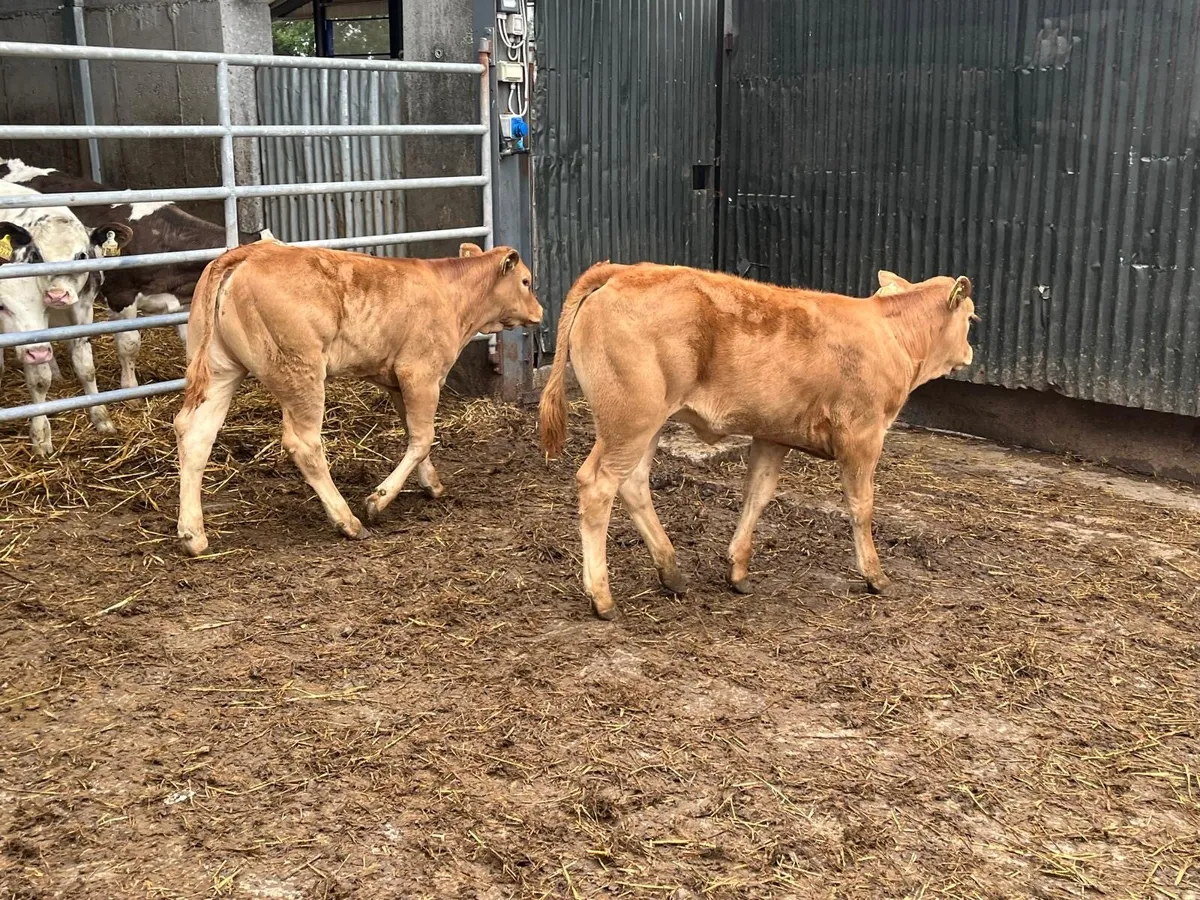 2 u grade limosin heifer weanlings - Image 1