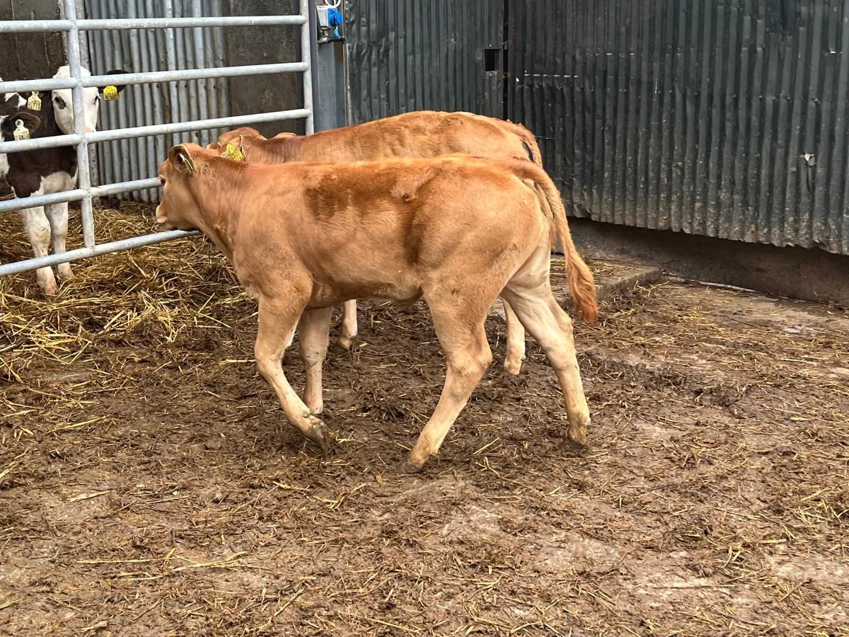 2 u grade limosin heifer weanlings - Image 2