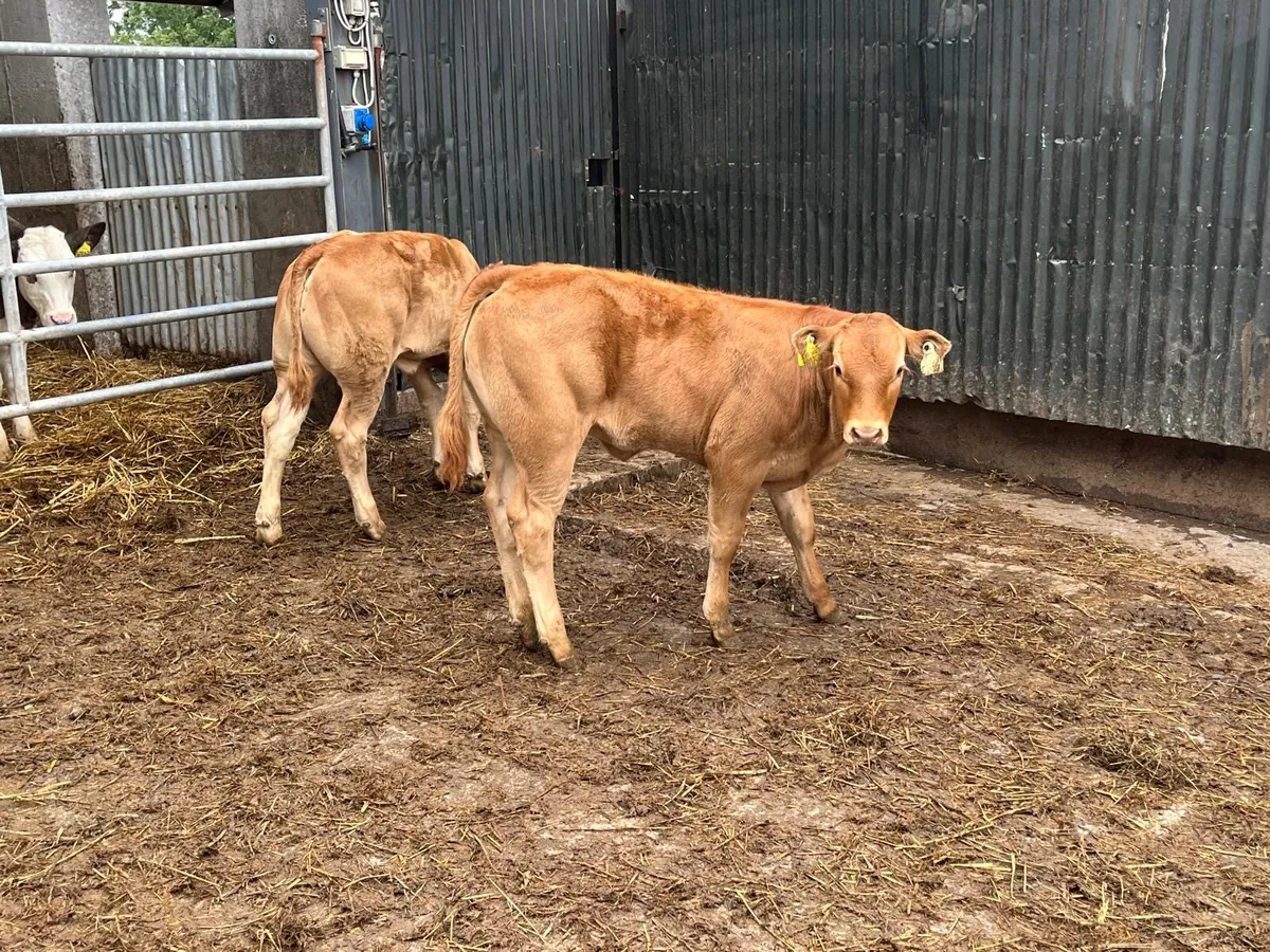 2 u grade limosin heifer weanlings - Image 3