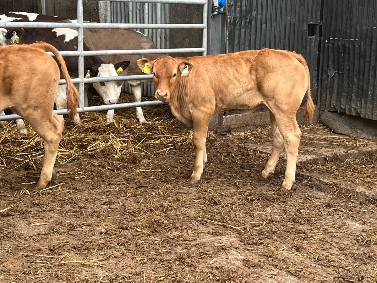 2 u grade limosin heifer weanlings - Image 4