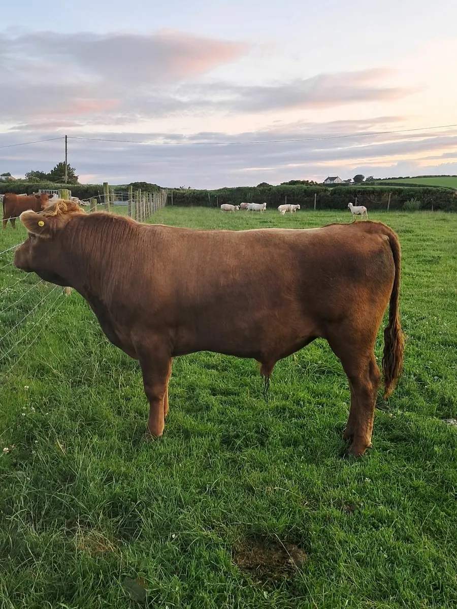 Dexter bull - Image 1