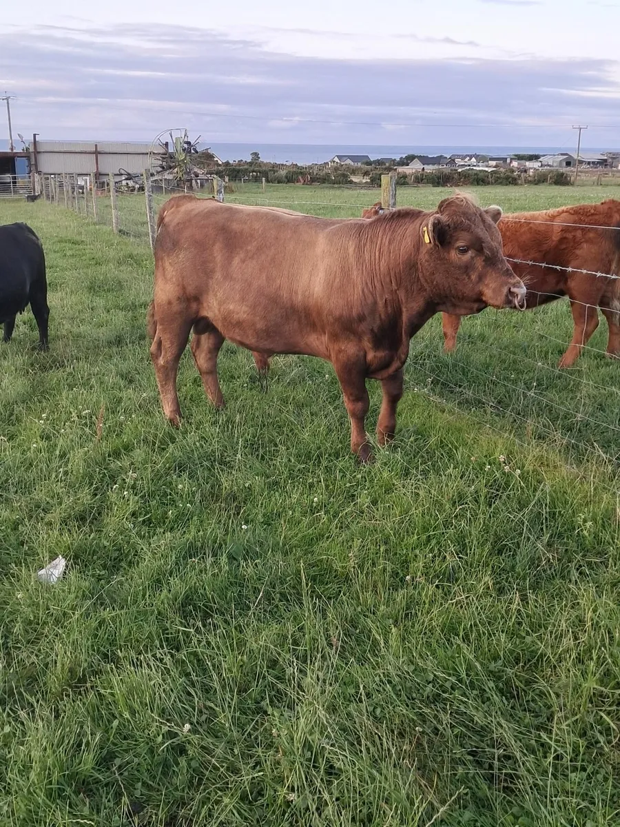 Dexter bull - Image 2