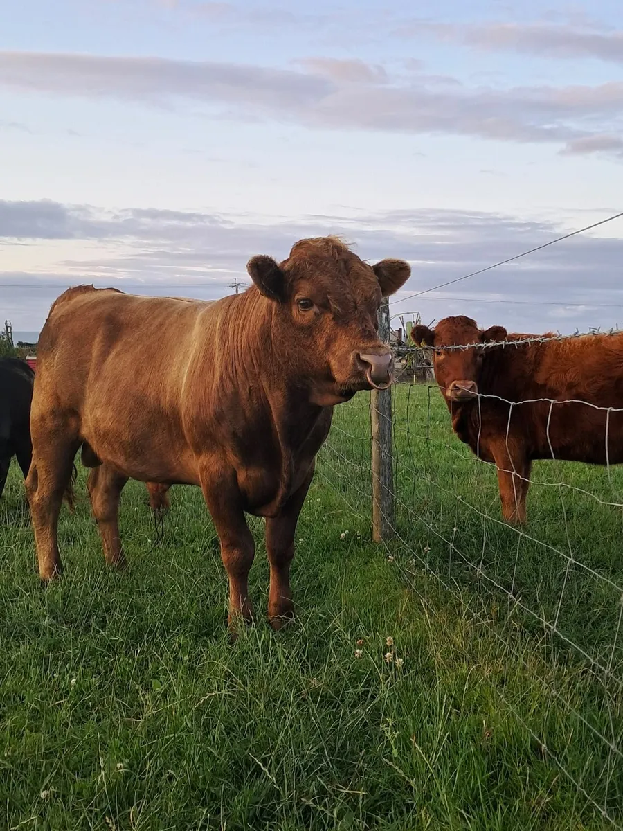 Dexter bull - Image 3
