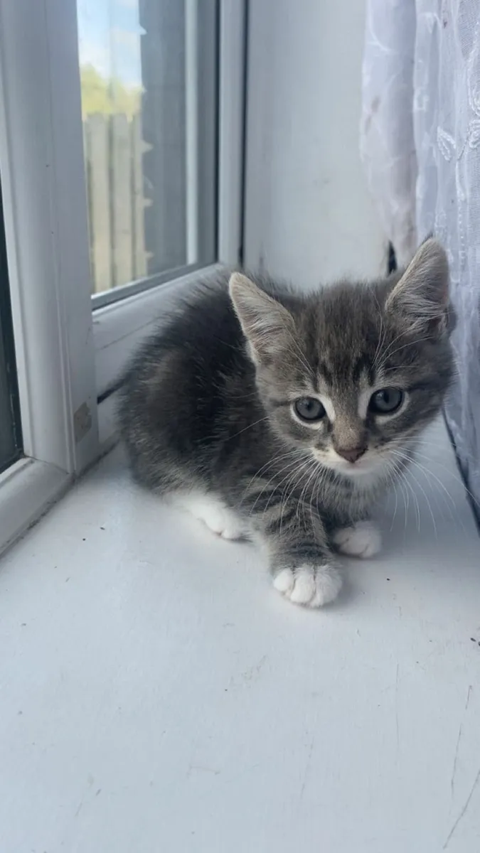 Cat - Image 1