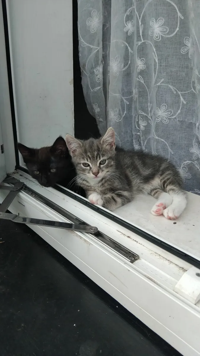 Cat - Image 2