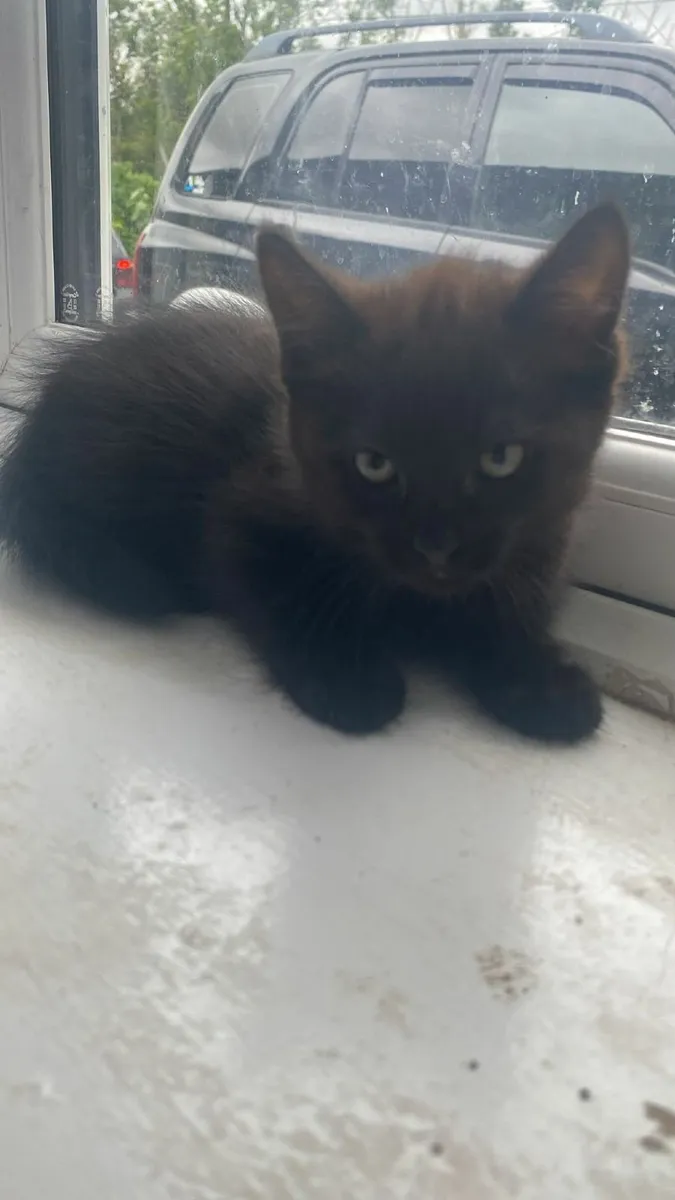 Cat - Image 3