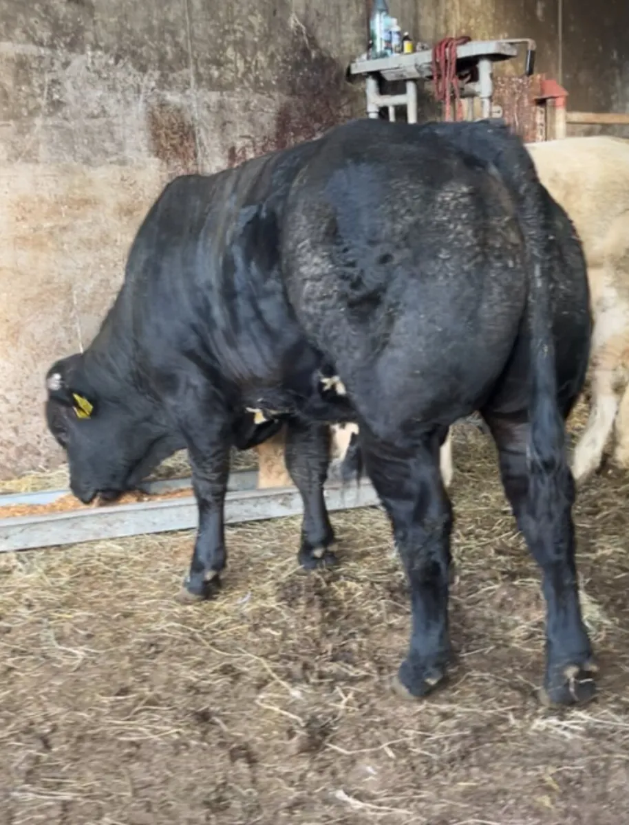Limousine bull - Image 1