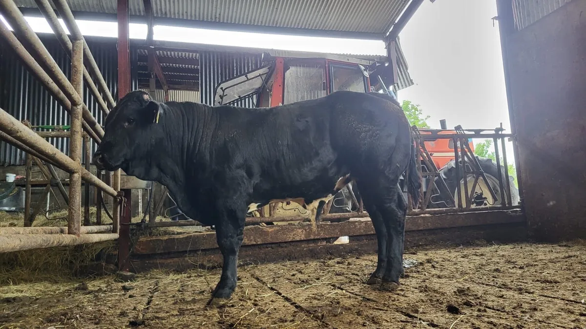Limousine bull - Image 3