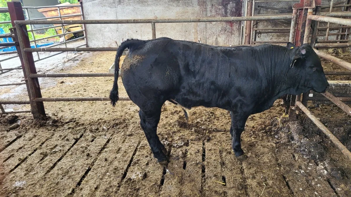 Limousine bull - Image 4