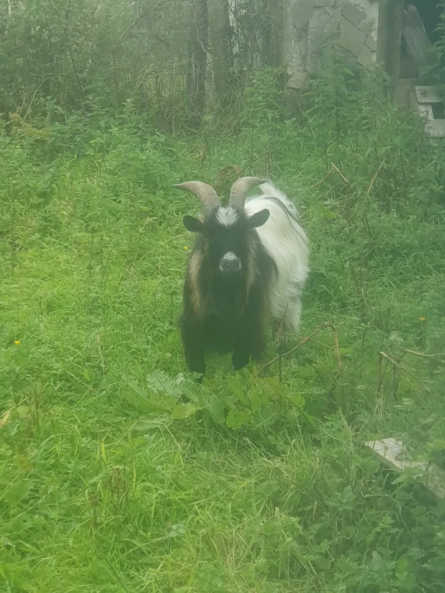 Pygmy goat