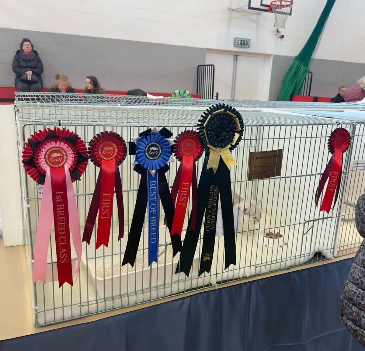 'Nicholas White' - Pedigree BSH TICA/GCCF King - Image 1