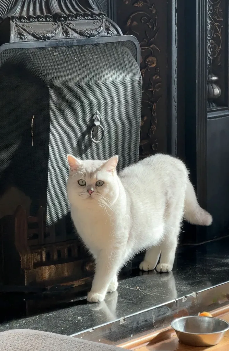 'Nicholas White' - Pedigree BSH TICA/GCCF King - Image 3
