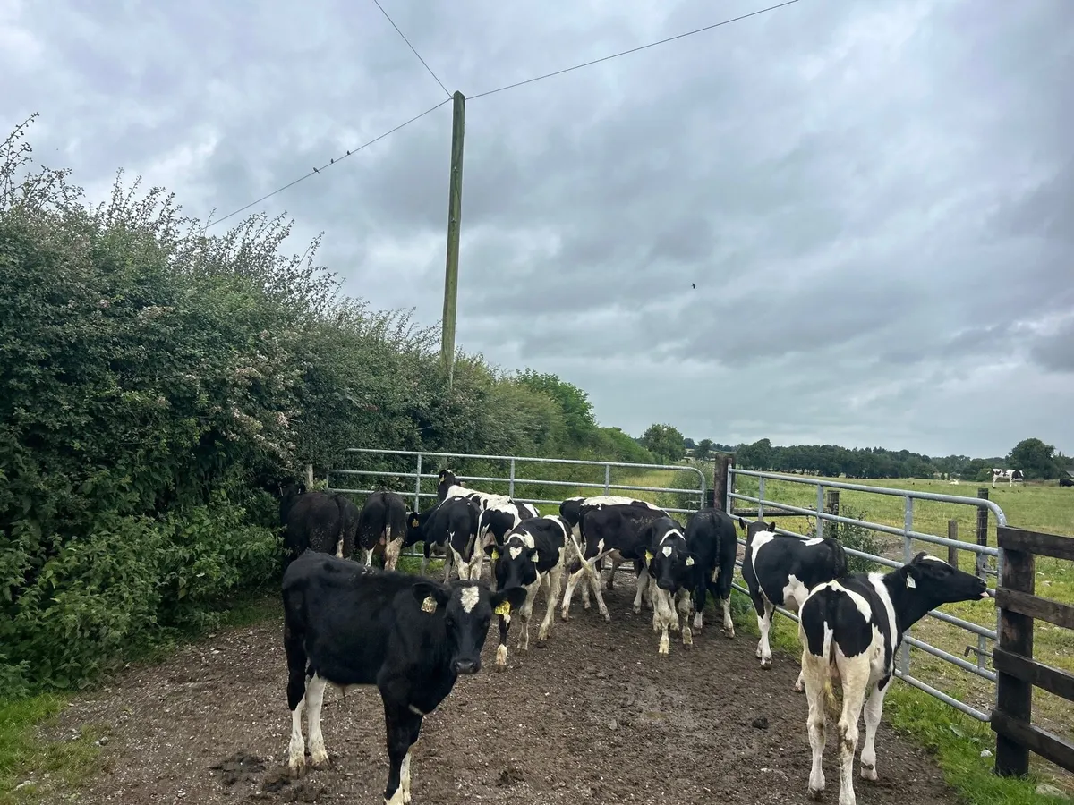 20 super British Frisian bull weanlings - Image 1