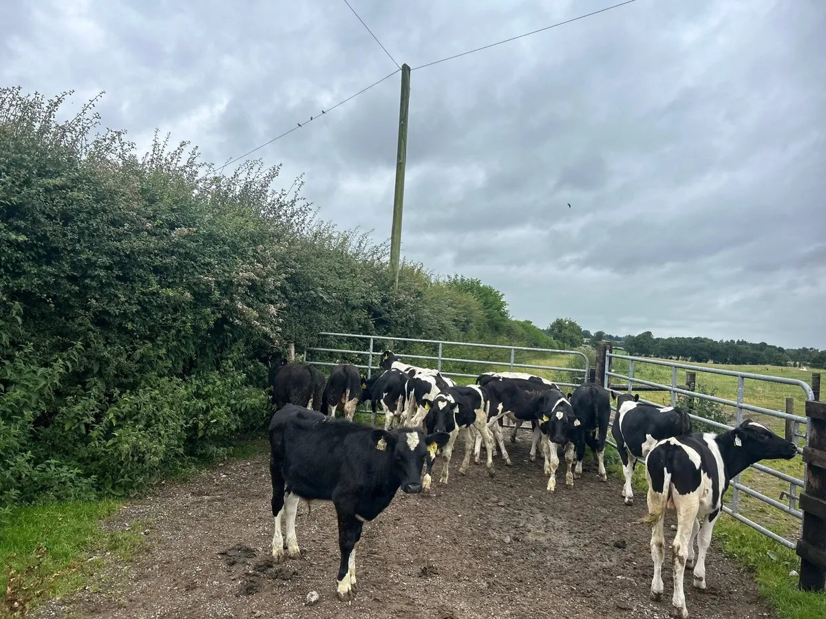 20 super British Frisian bull weanlings - Image 2