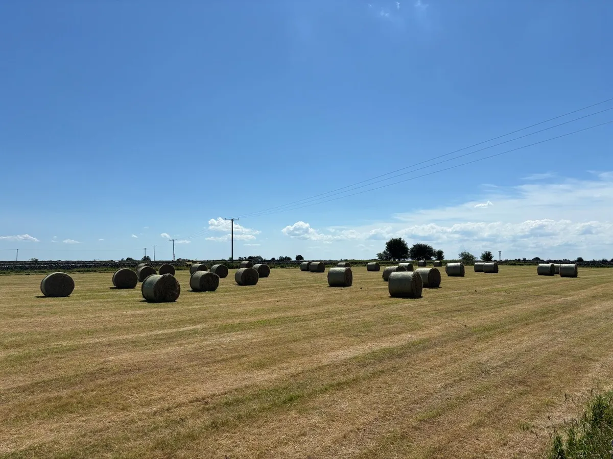 Hay - Image 2