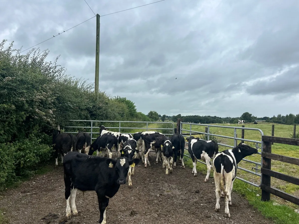 20 super British Frisian bull weanlings - Image 3
