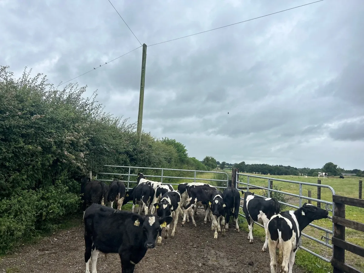 20 super British Frisian bull weanlings - Image 4