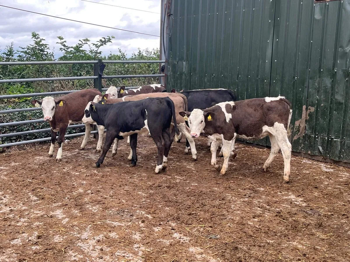 8 super Simmental weanling  heifers - Image 1
