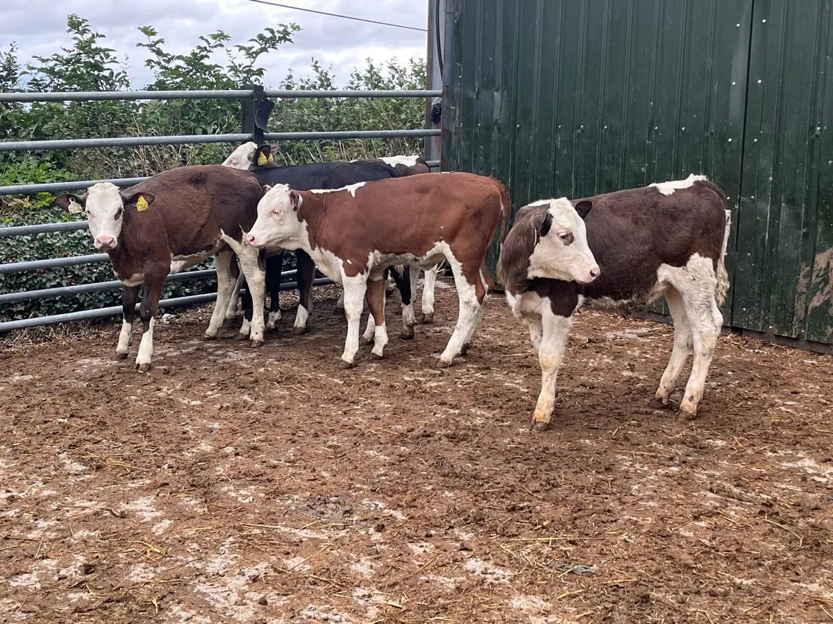 8 super Simmental weanling  heifers - Image 2