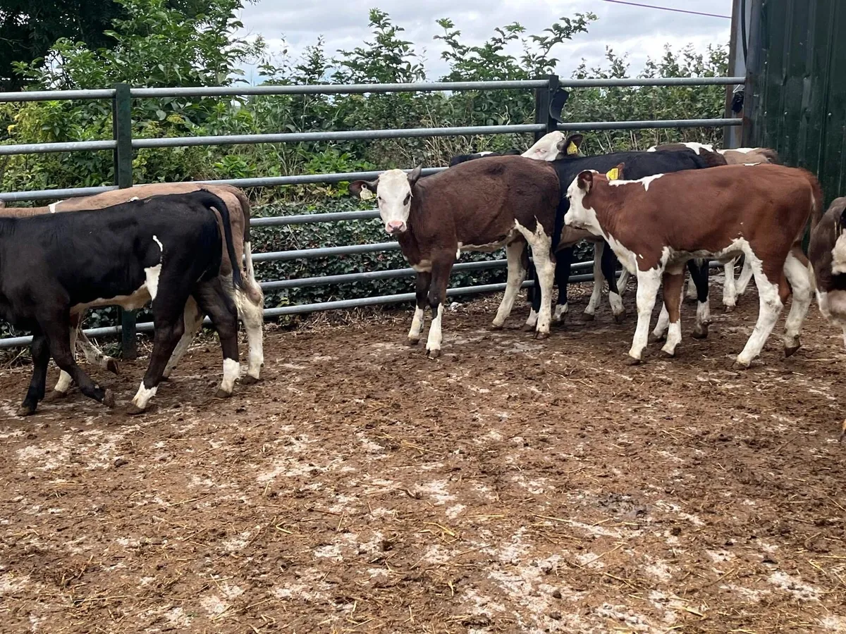 8 super Simmental weanling  heifers - Image 3