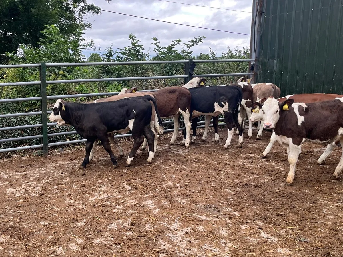 8 super Simmental weanling  heifers - Image 4