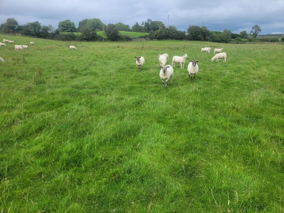 Ewe Hoggets Top Quality - Image 1