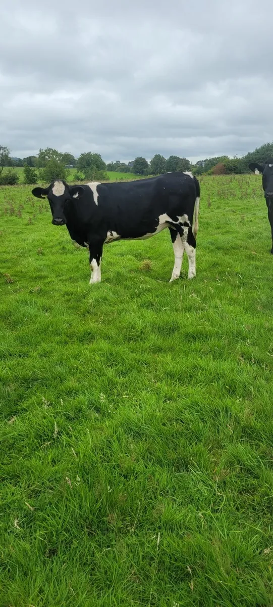 Dairy heifers - Image 2