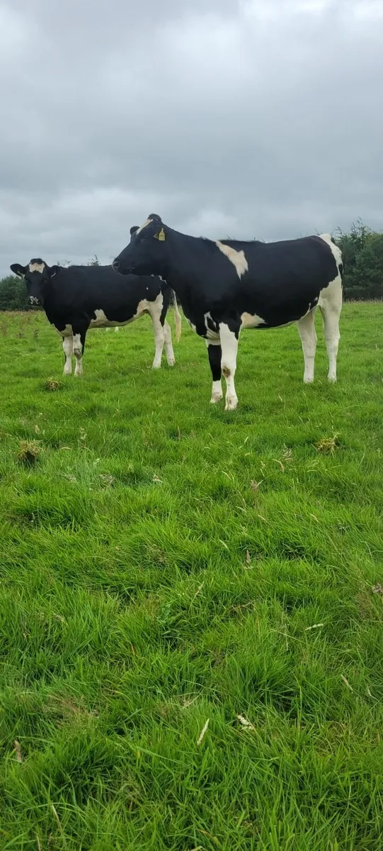 Dairy heifers - Image 3