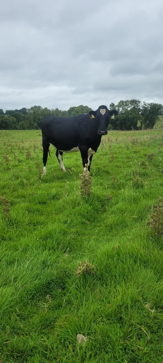 Dairy heifers - Image 4