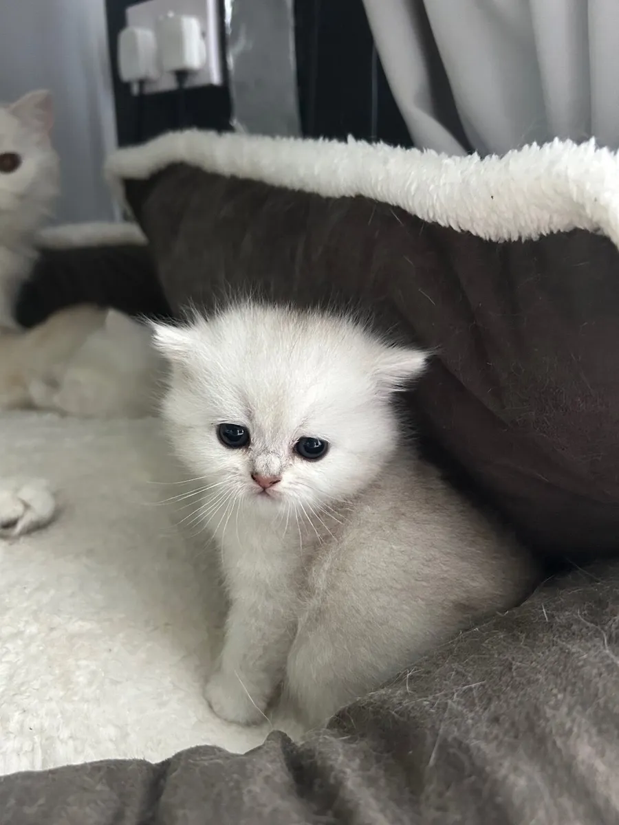Kittens - Image 1