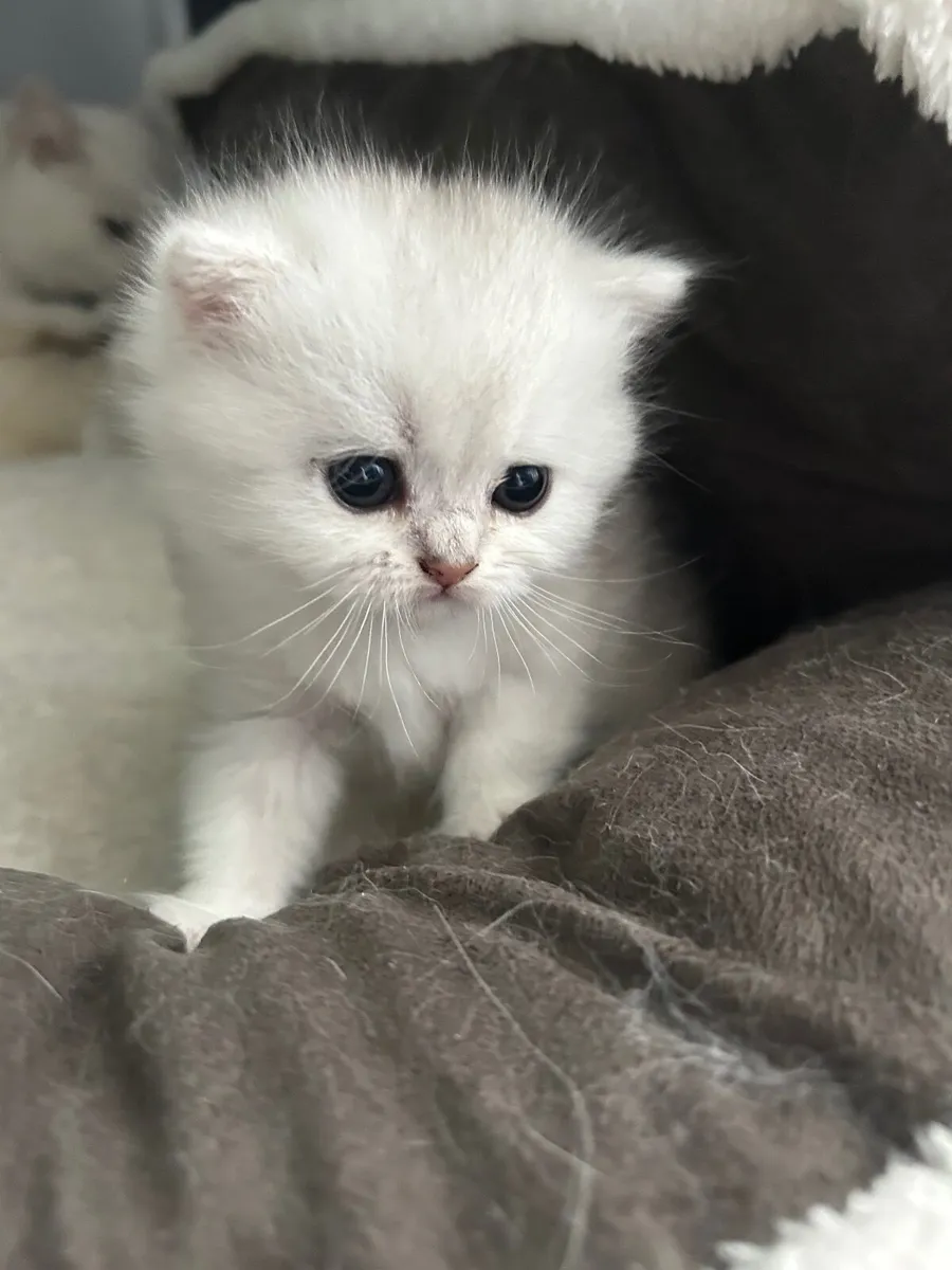 Kittens - Image 3