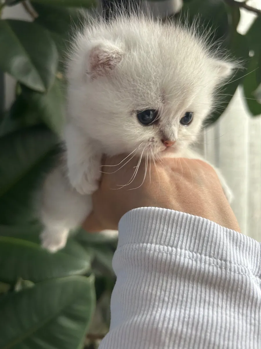 Kittens - Image 4