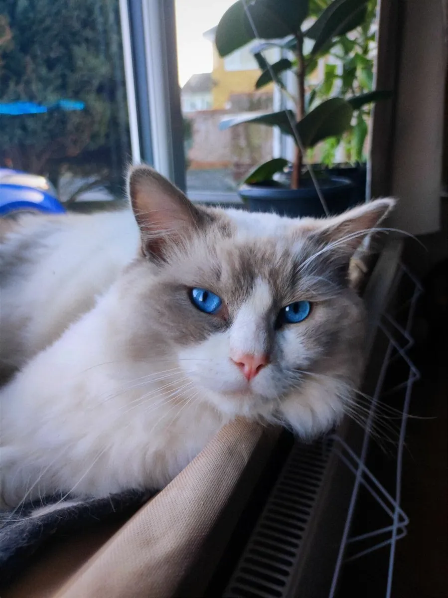 'George' - Pedigree Ragdoll GCCFI King - Image 2