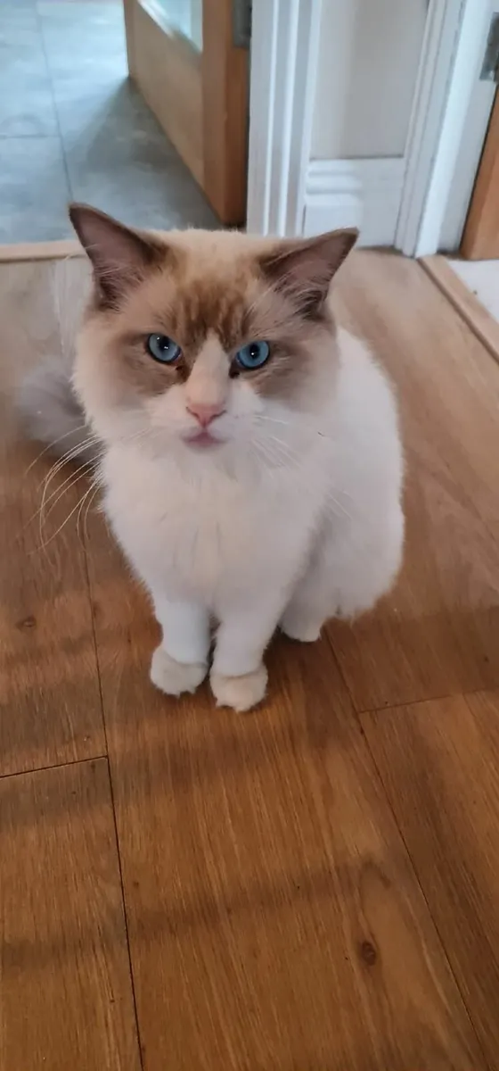 'George' - Pedigree Ragdoll GCCFI King - Image 4