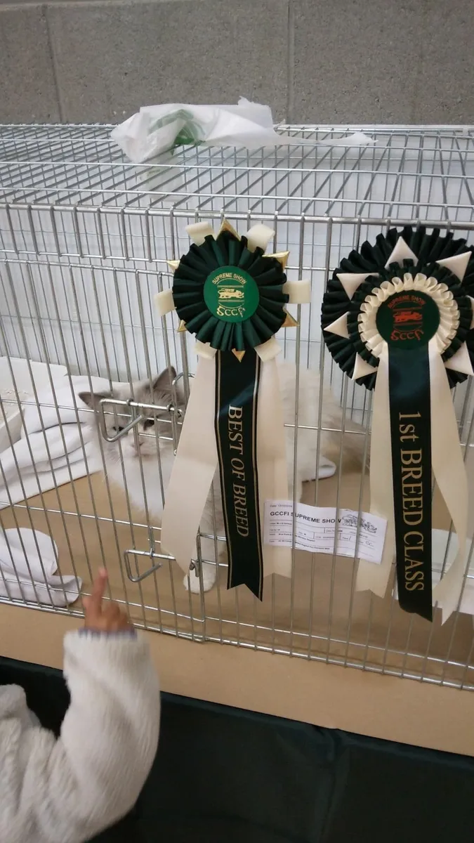 'George' - Pedigree Ragdoll GCCFI King - Image 1