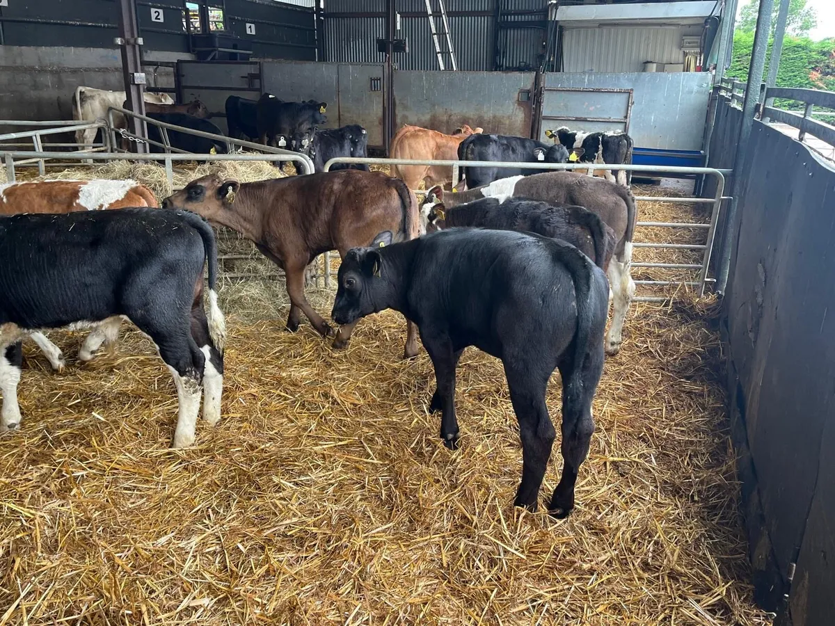 8 super continental bull runners - Image 1