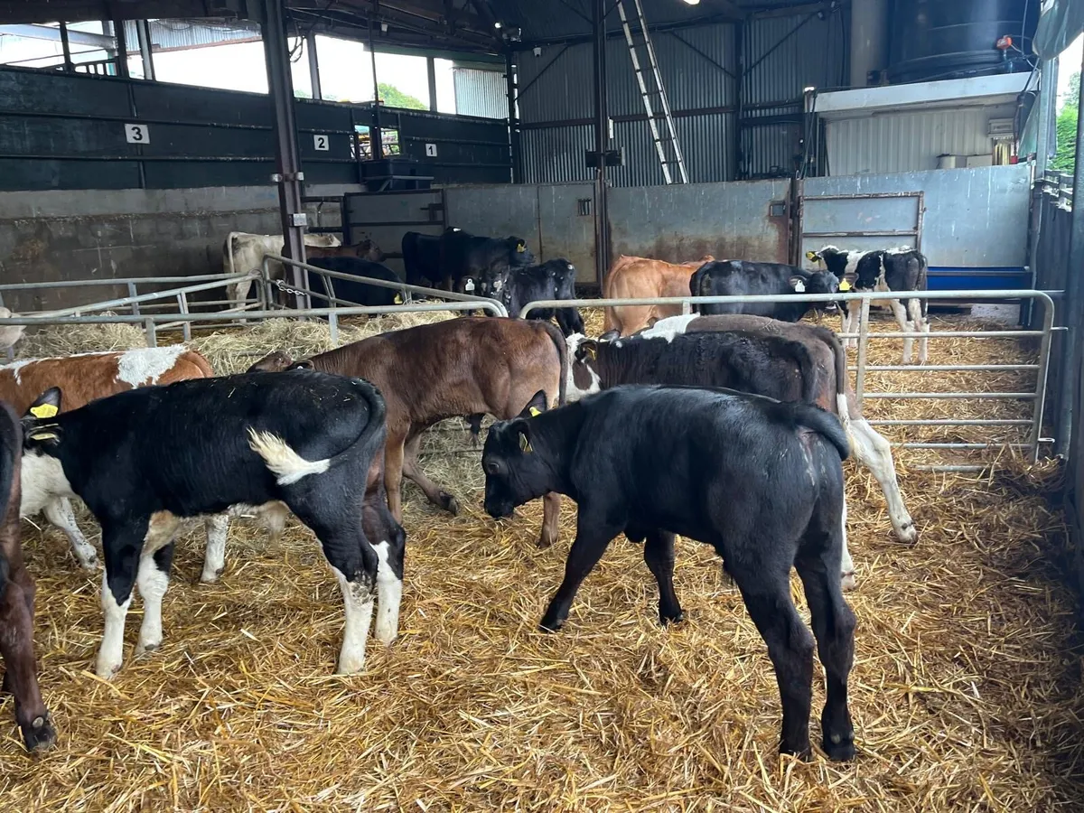 8 super continental bull runners - Image 2