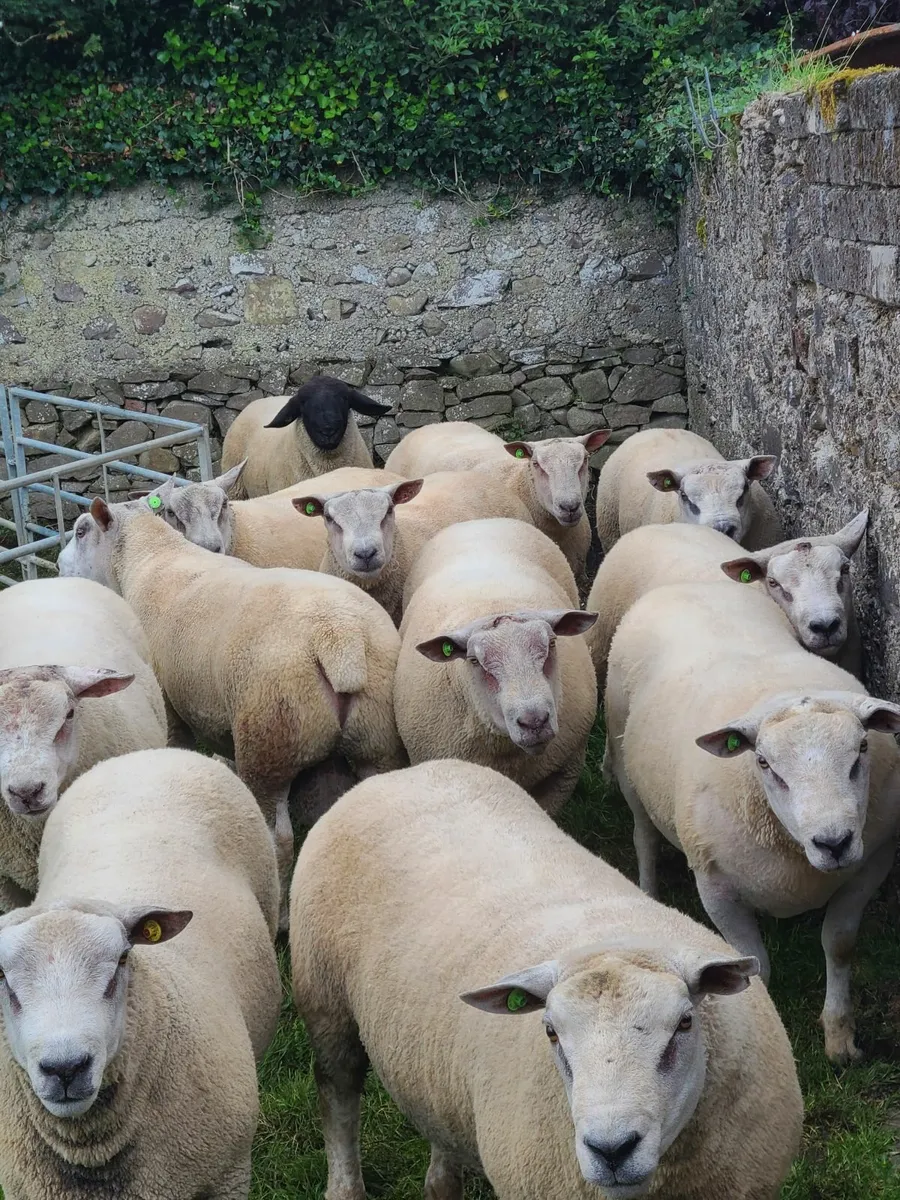 CHARTEX & CHAROLLAIS RAMS - Image 1