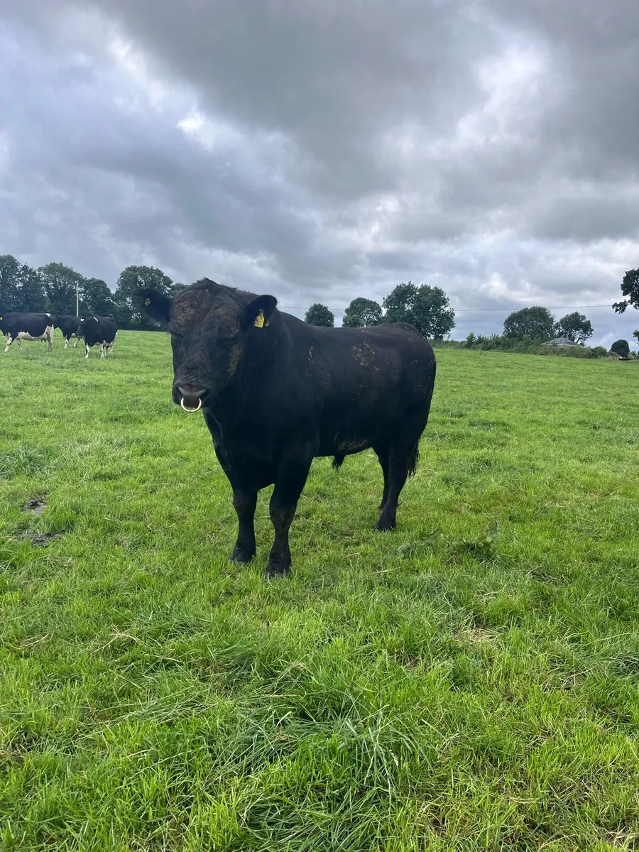 Angus Bull - Image 1